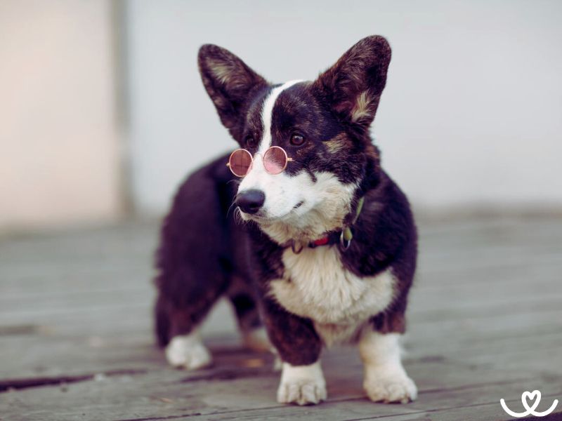 Plemeno-welsh-corgi-cardigan (4)